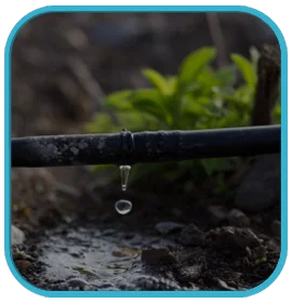 Aqua Culture